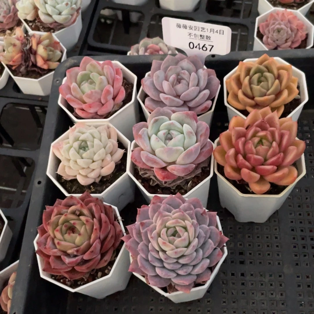 不包整散 盆子不售后0467