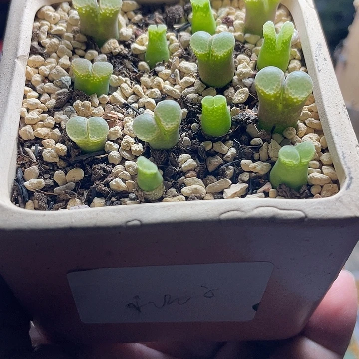 佳人园艺多肉生石花一盆粉樱超级超级奶瓶