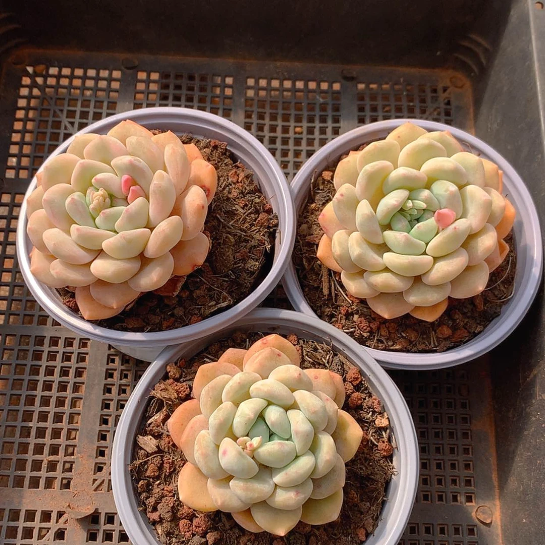 【闪购商品】云307号3颗单