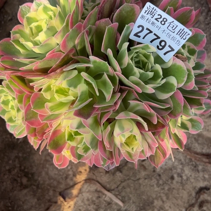 27797白凤多肉植物