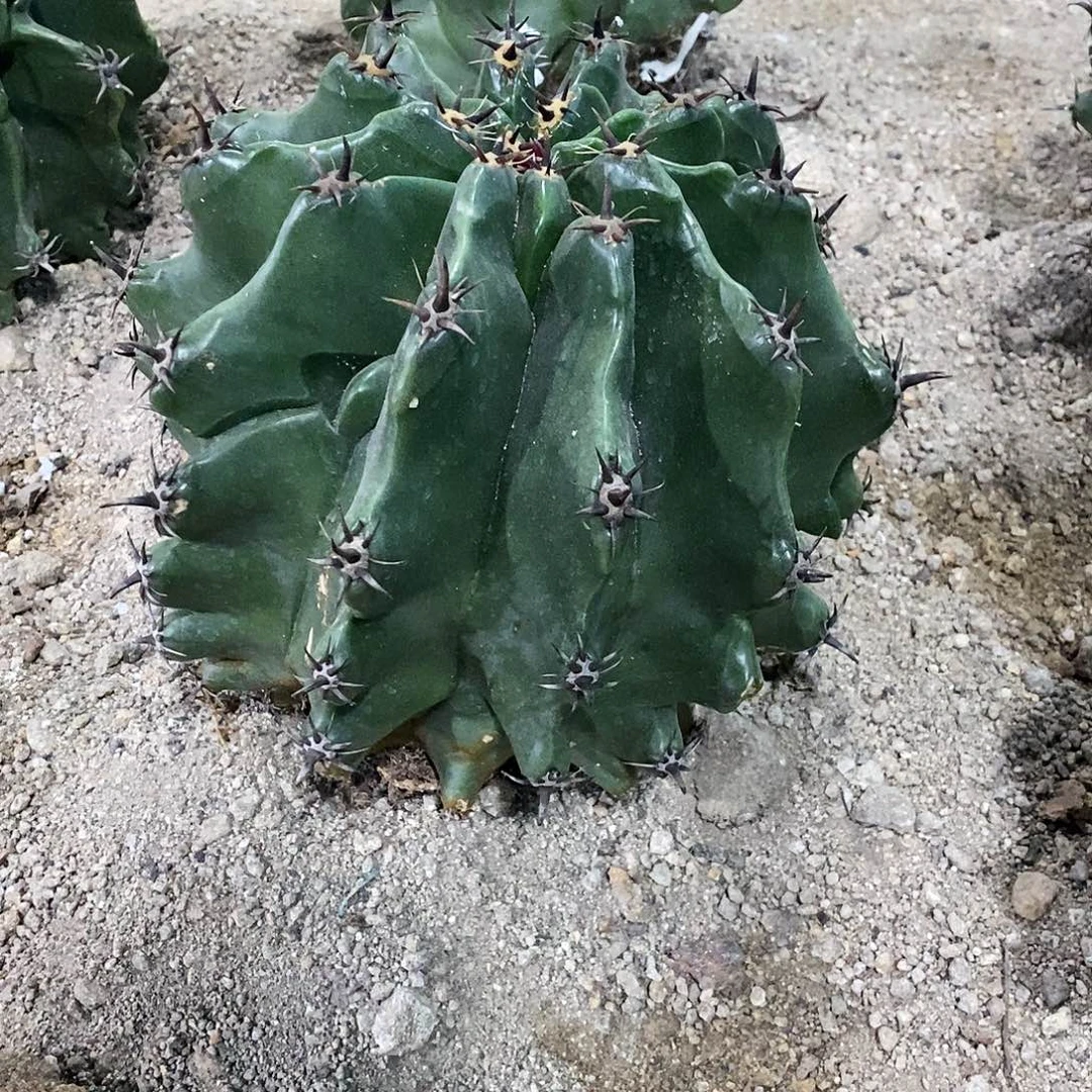 理***好1号选手雎鸠玉。