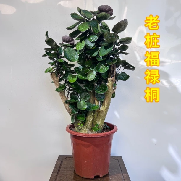 圆叶金钱兜福禄桐室内绿植盆栽钱多多金钱树四季常青精品老桩圆叶