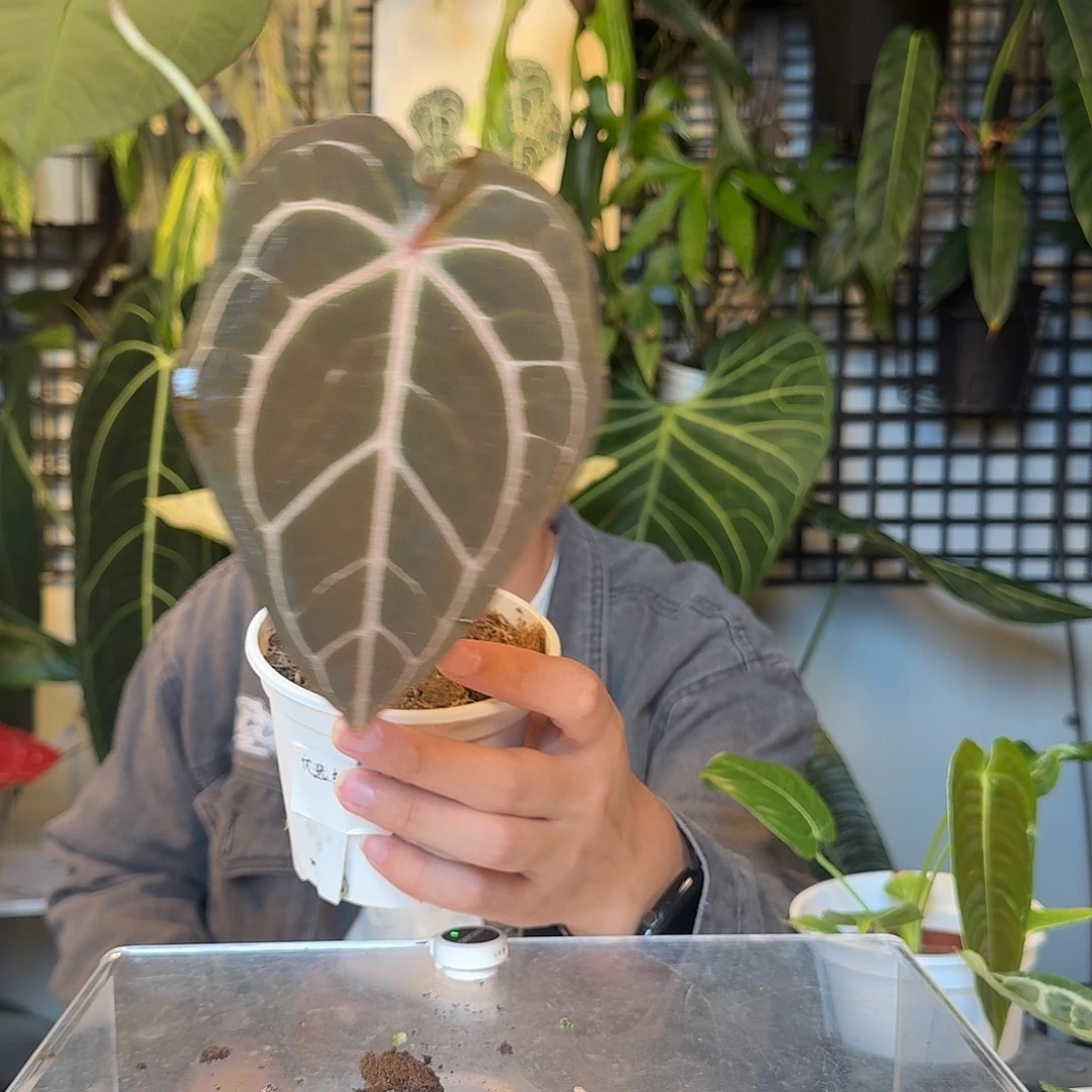 完全开放V70优选红水晶