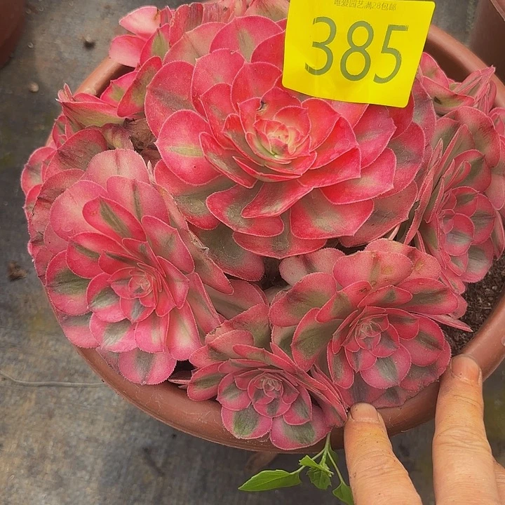 多肉植物福利385个