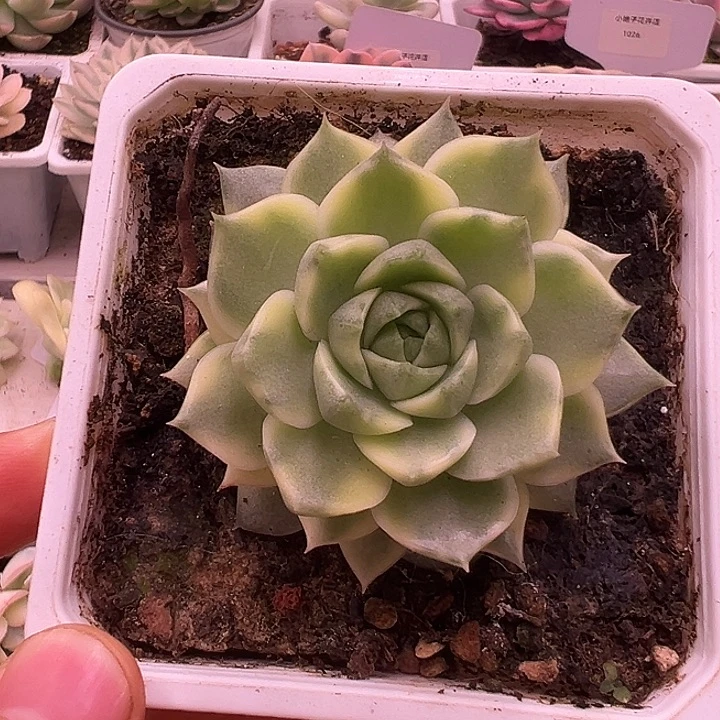 1168号法比奥拉锦多肉