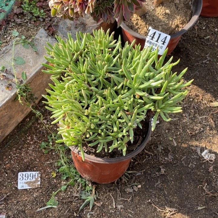 414号维思辛达多肉植物