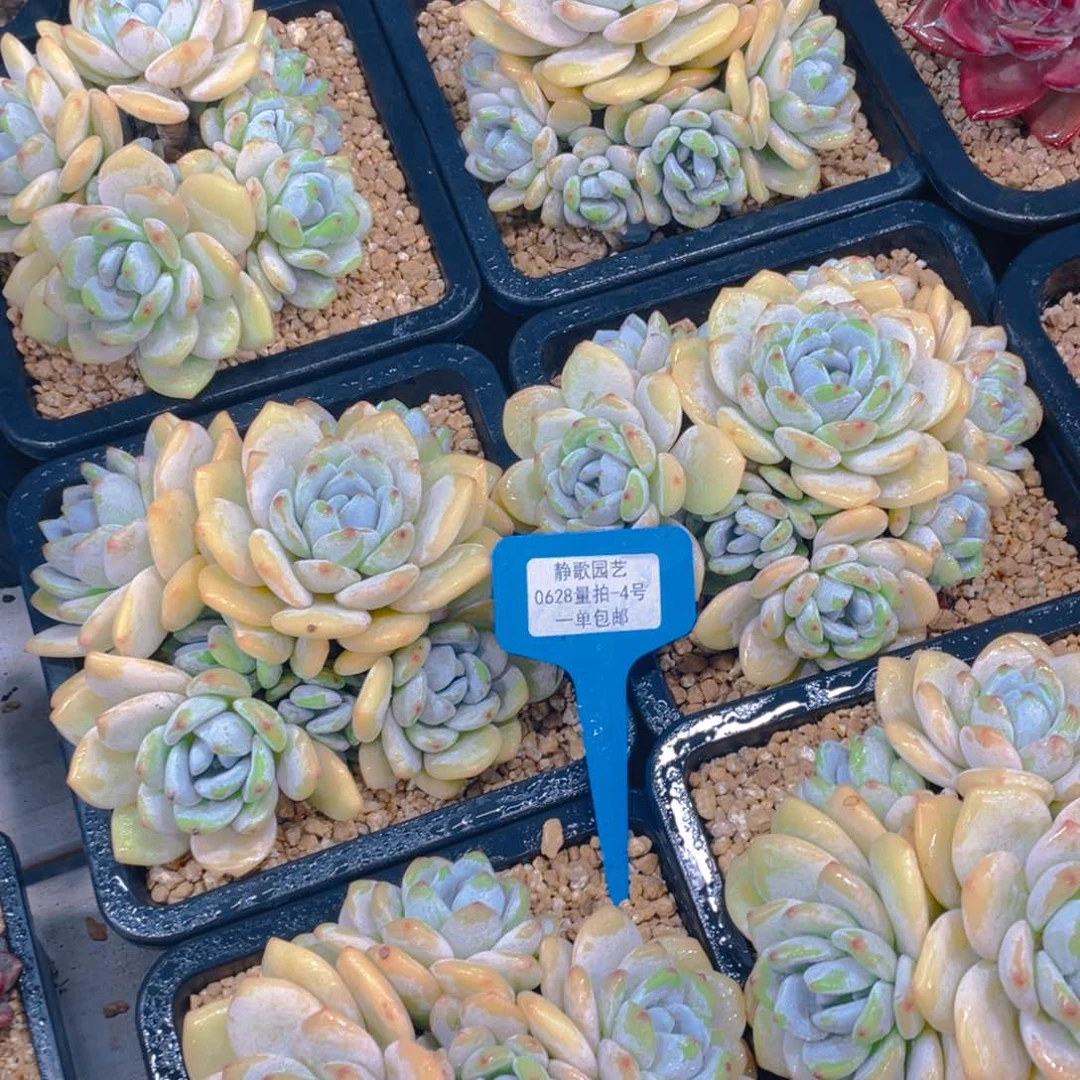 0628-4-黄体天花板老桩大群冷香一颗