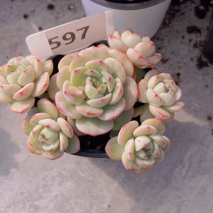 健健康康平平安安