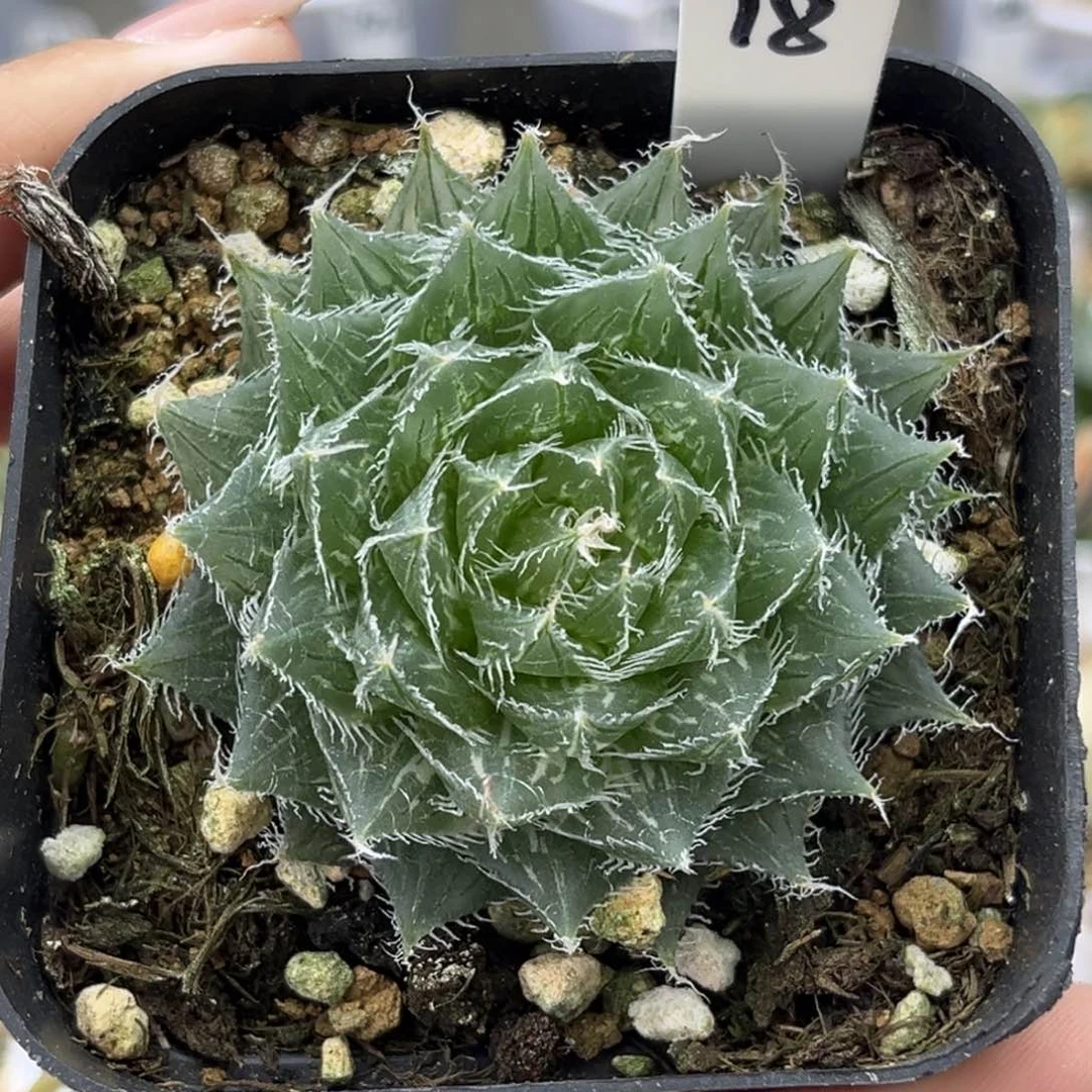 18塞米维亚锦十二卷多肉