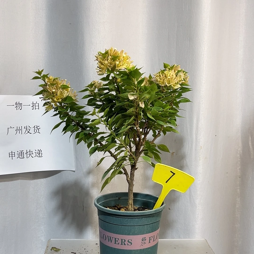 当前无花栽培后可以开花7塔黄扦插