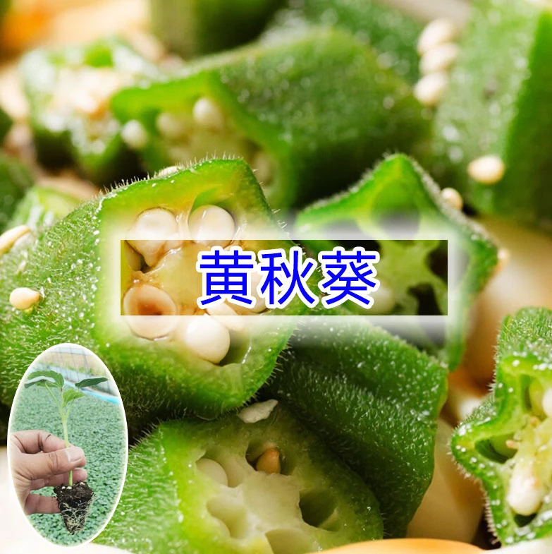 黄秋葵秧苗蔬菜苗耐老带土球黄秋葵种子正宗阳台盆栽蔬菜