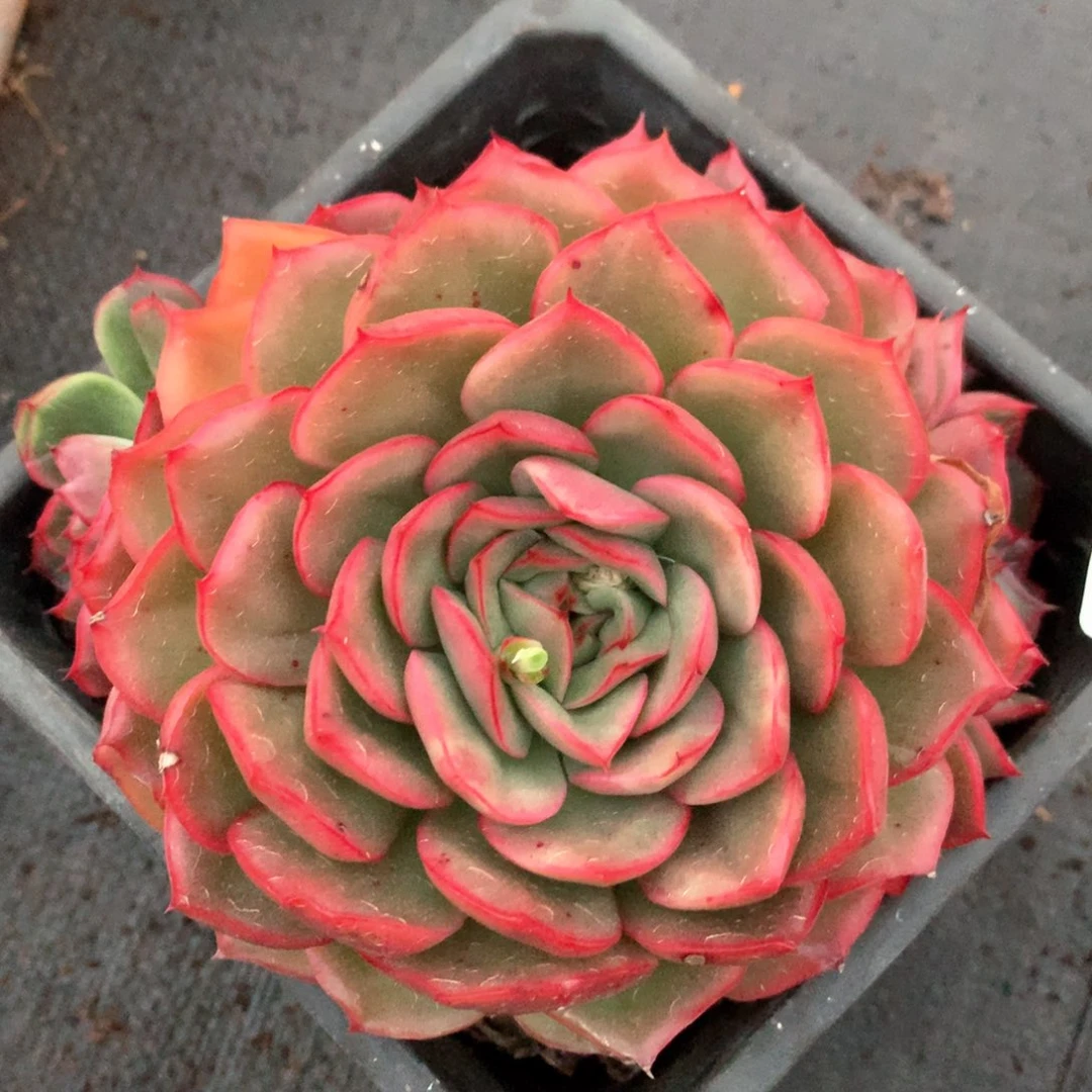 6418杂交多肉植物