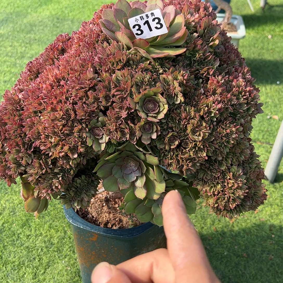 万圣节缀化法师一颗313