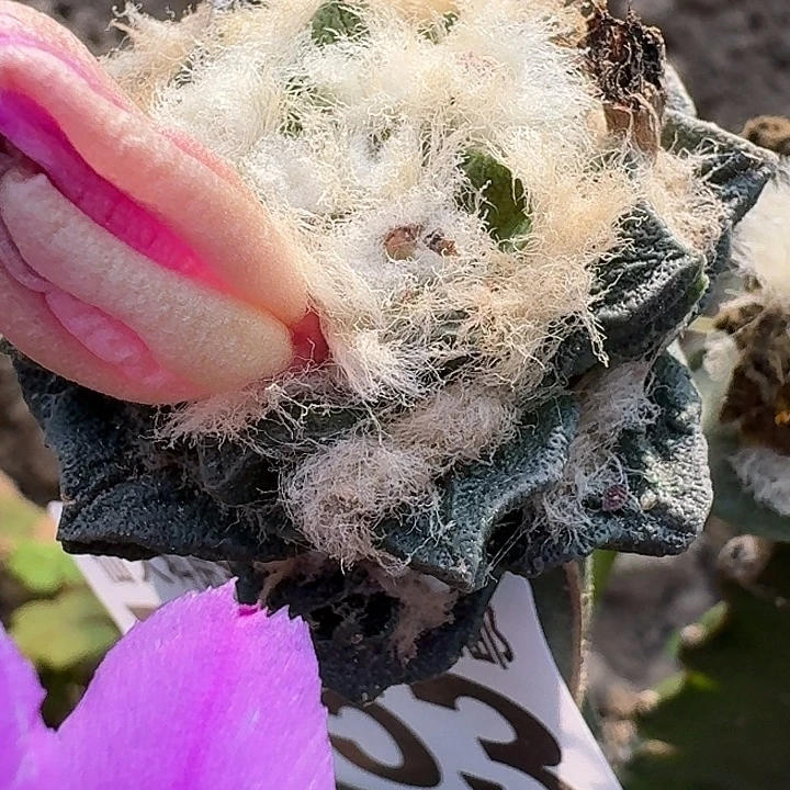 无花朵苗接短尤龙角753