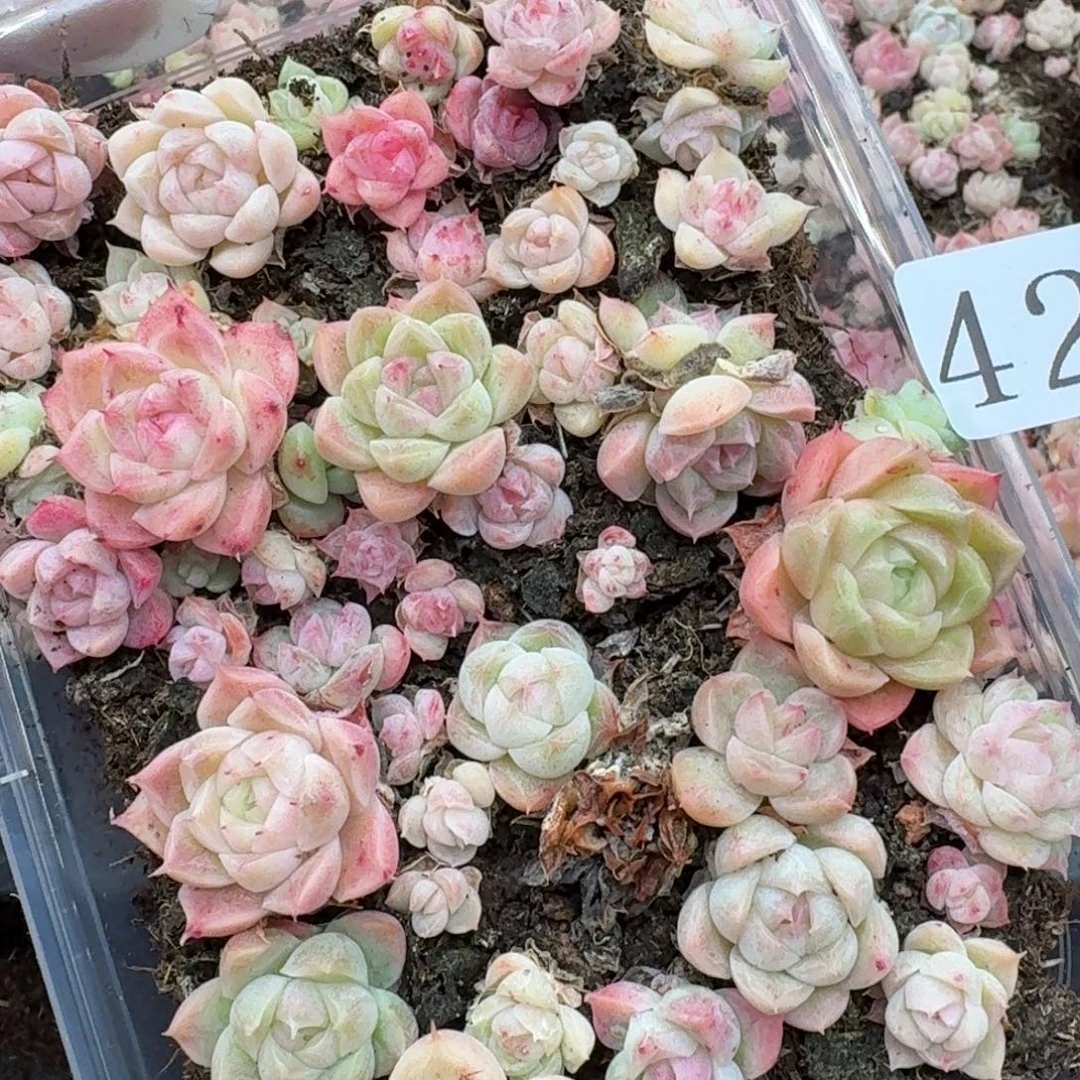 多肉植物多肉植物428