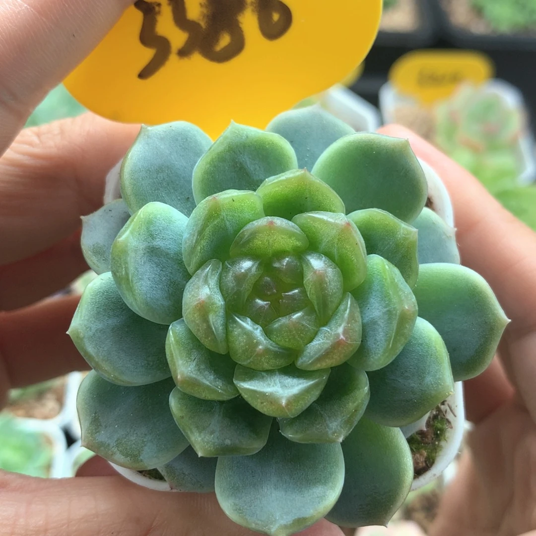 正版无尽灯单头3386
