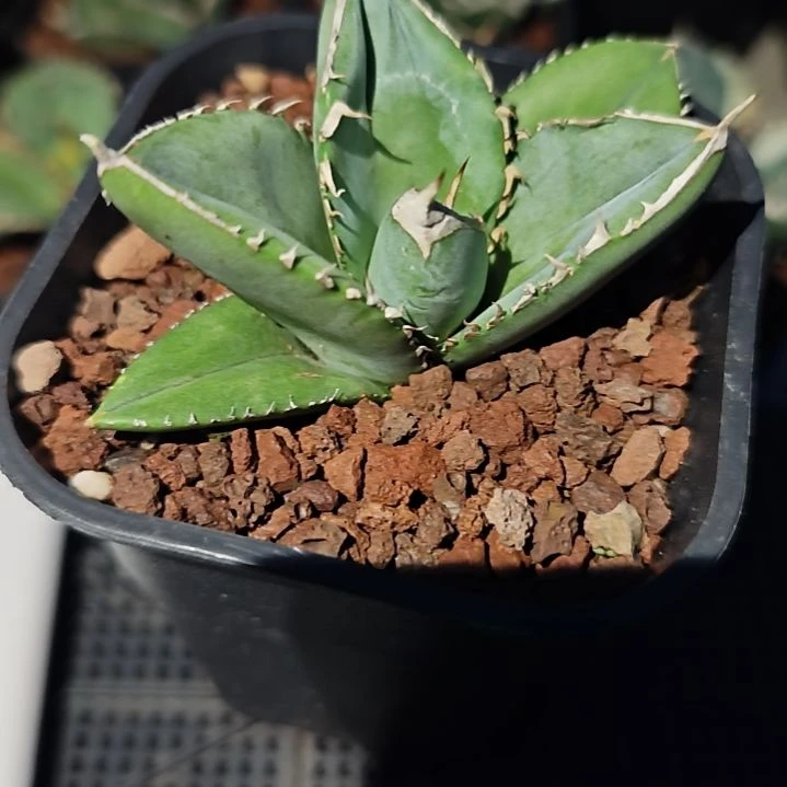大白鲨仁王冠龙舌兰