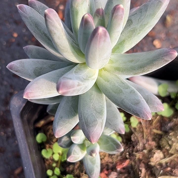 美人杂交特价一物一拍