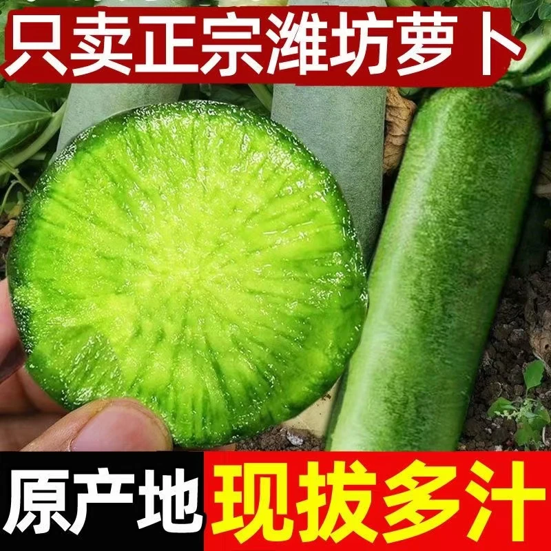 潍坊水果萝卜新鲜脆甜多汁营养丰富适合生吃凉拌新鲜萝卜