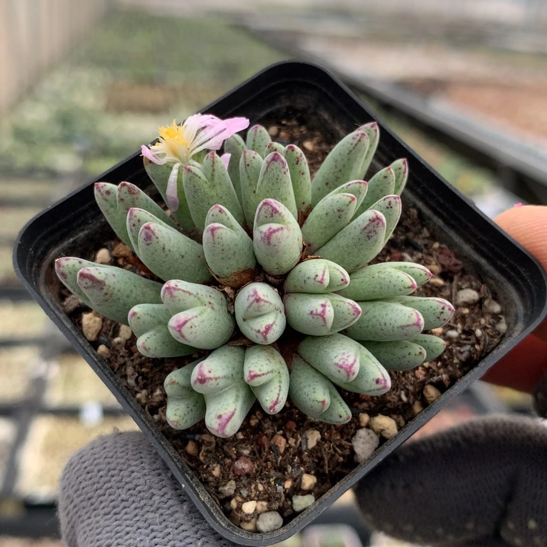 364猪蹄母本一颗