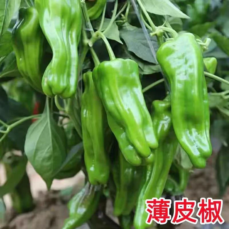 辣椒苗薄皮辣椒苗