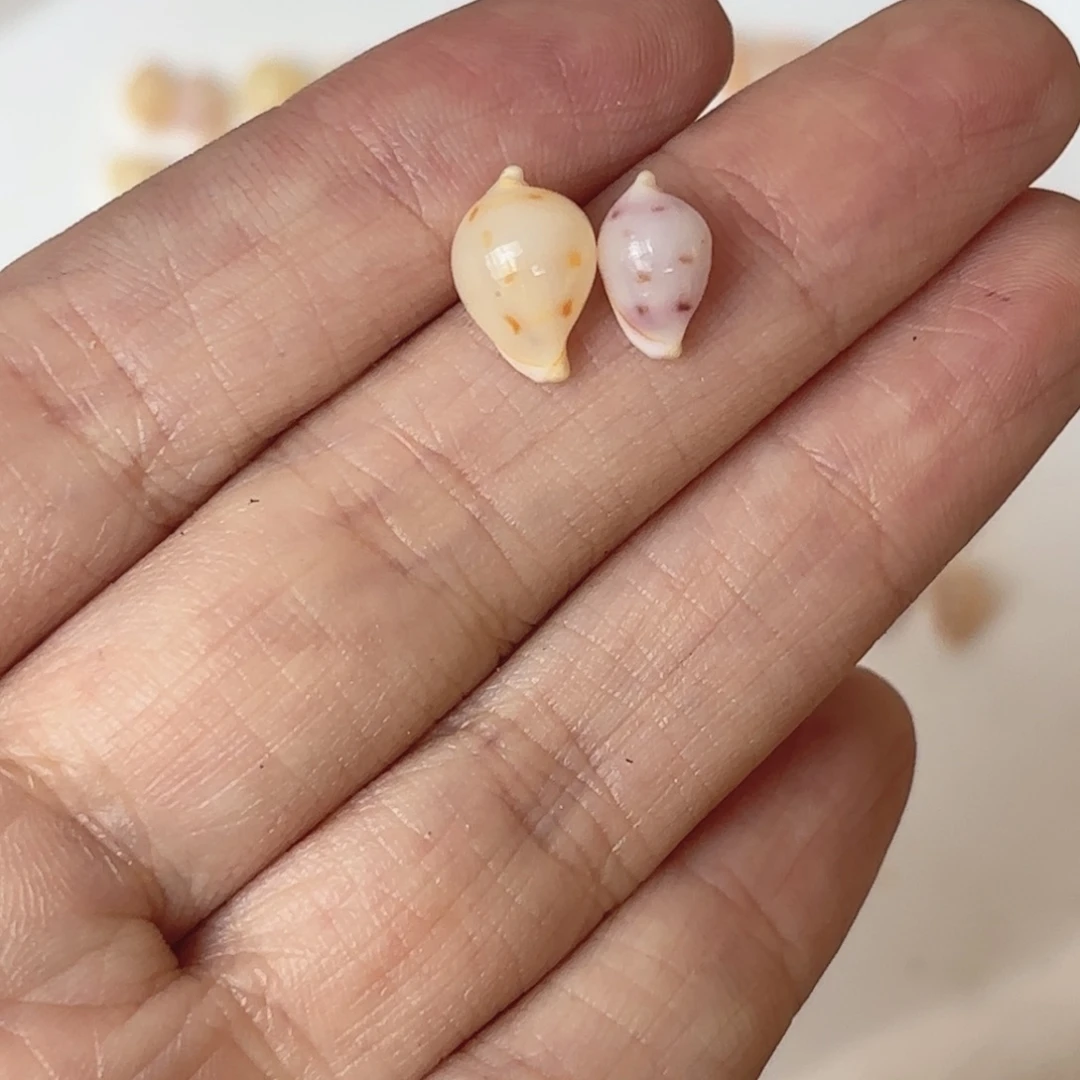 墨***店天然哈伦贝壳标本福利