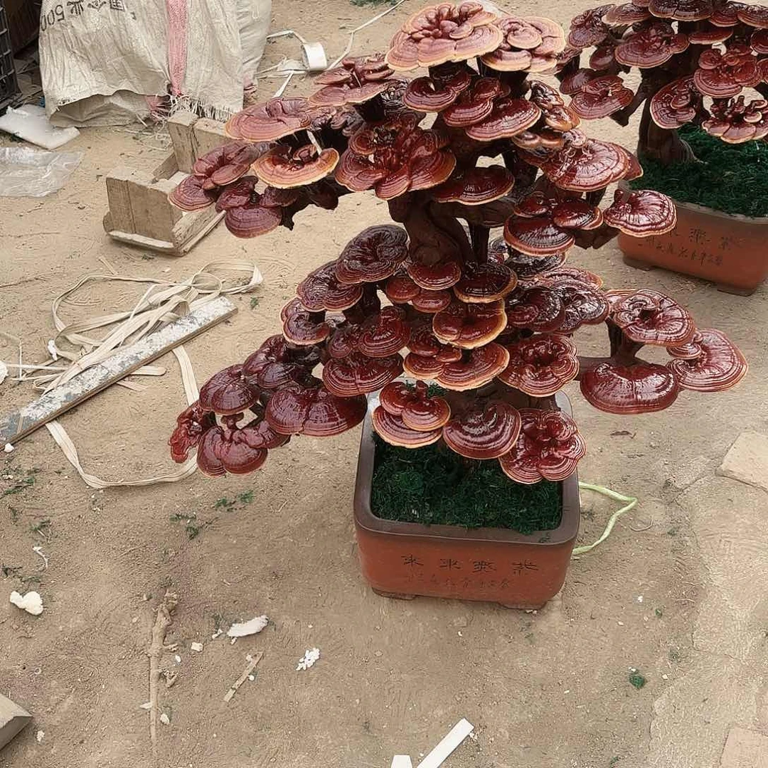 门***杆无花朵灵芝8888888888888888888