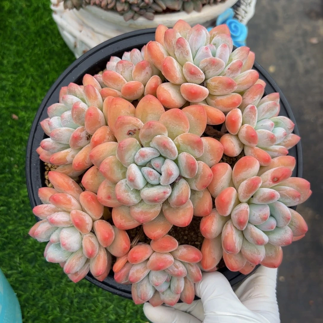 香水自然群多肉植物