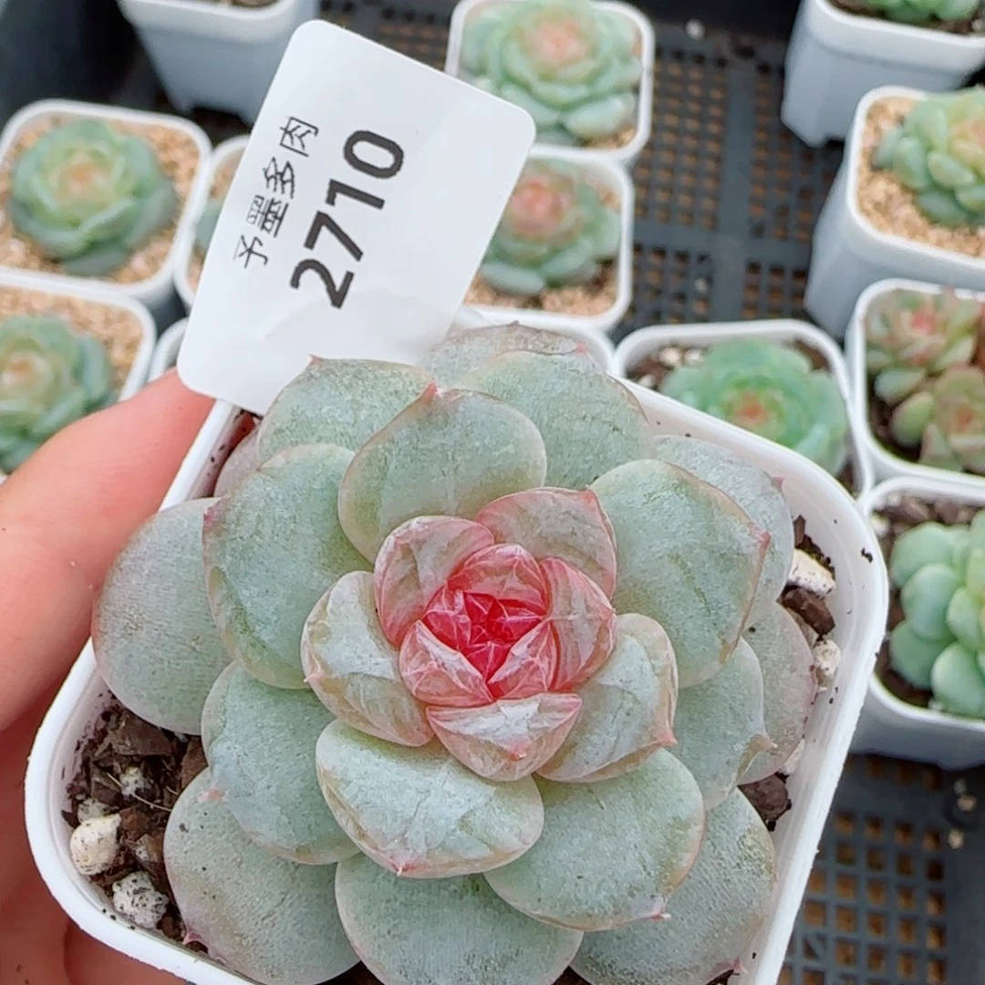 棉花糖，2710多肉植物