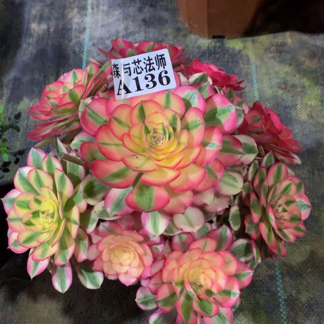 【闪购商品】136倾城