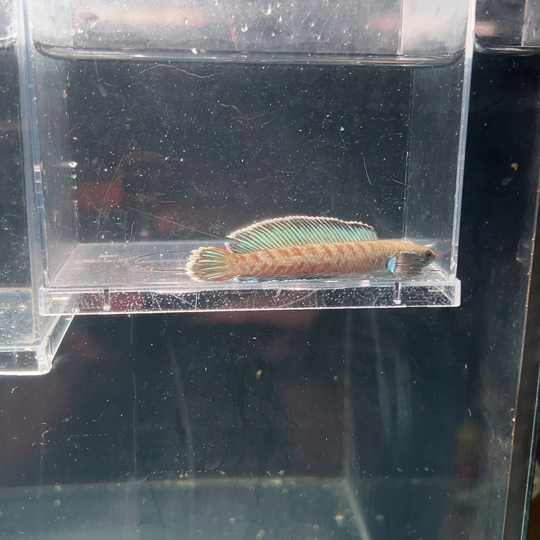 雷龙鱼印尼阿萨姆奶茶