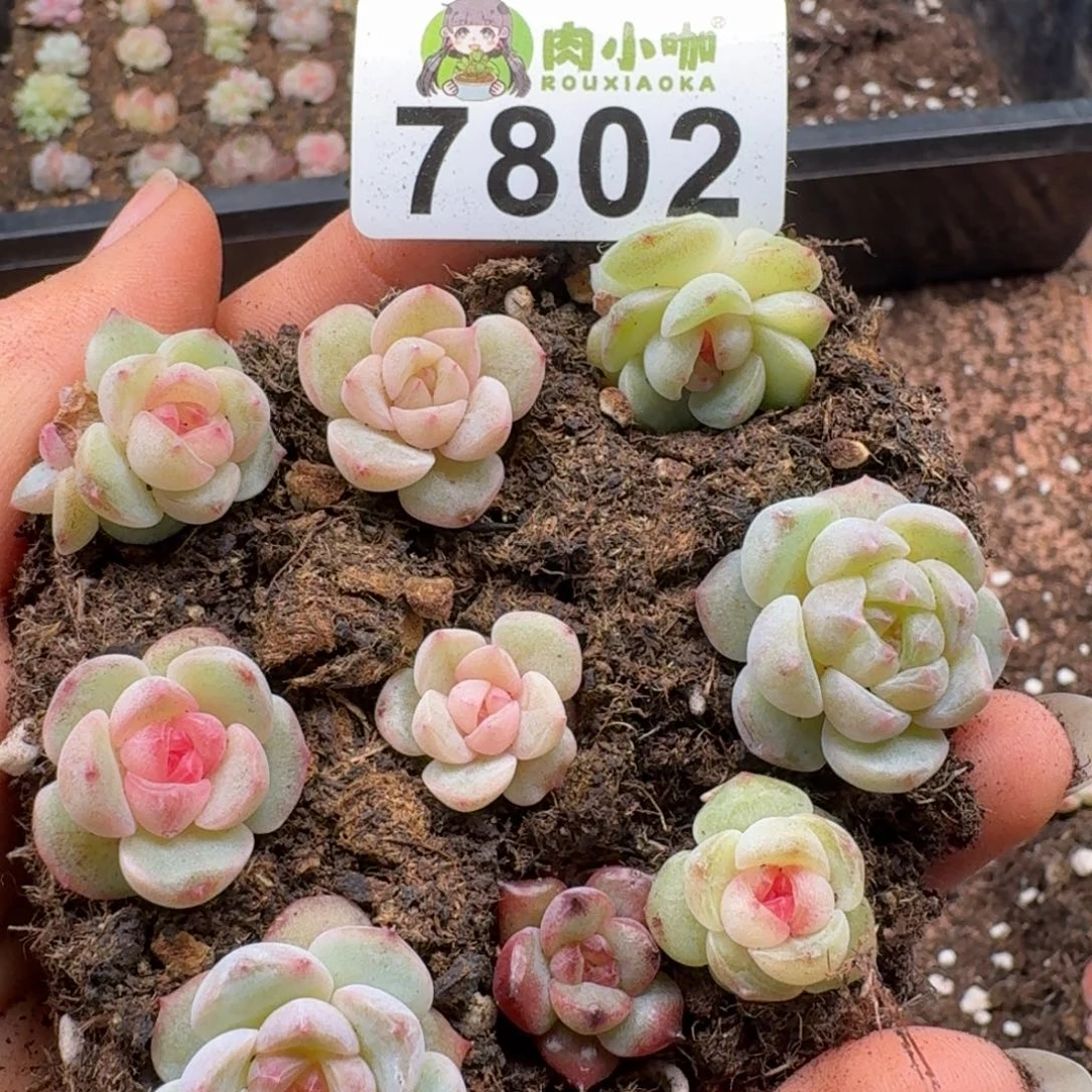 多肉植物多肉植物
