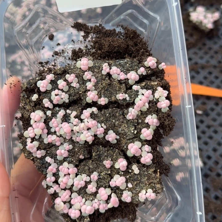 梦***-447 号王者系列多肉一盒