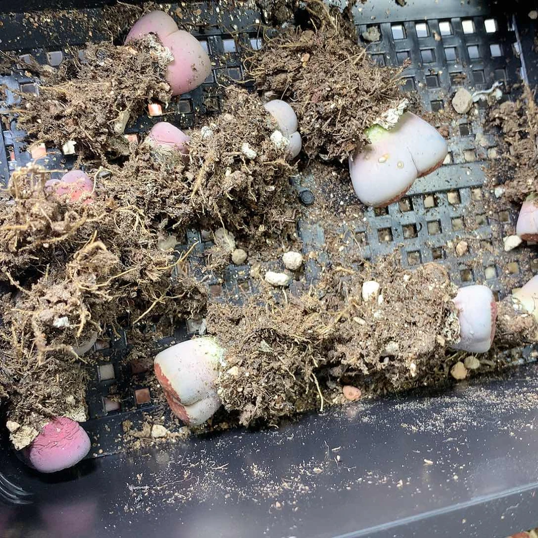 晚***庭G408多肉植物保护研究所