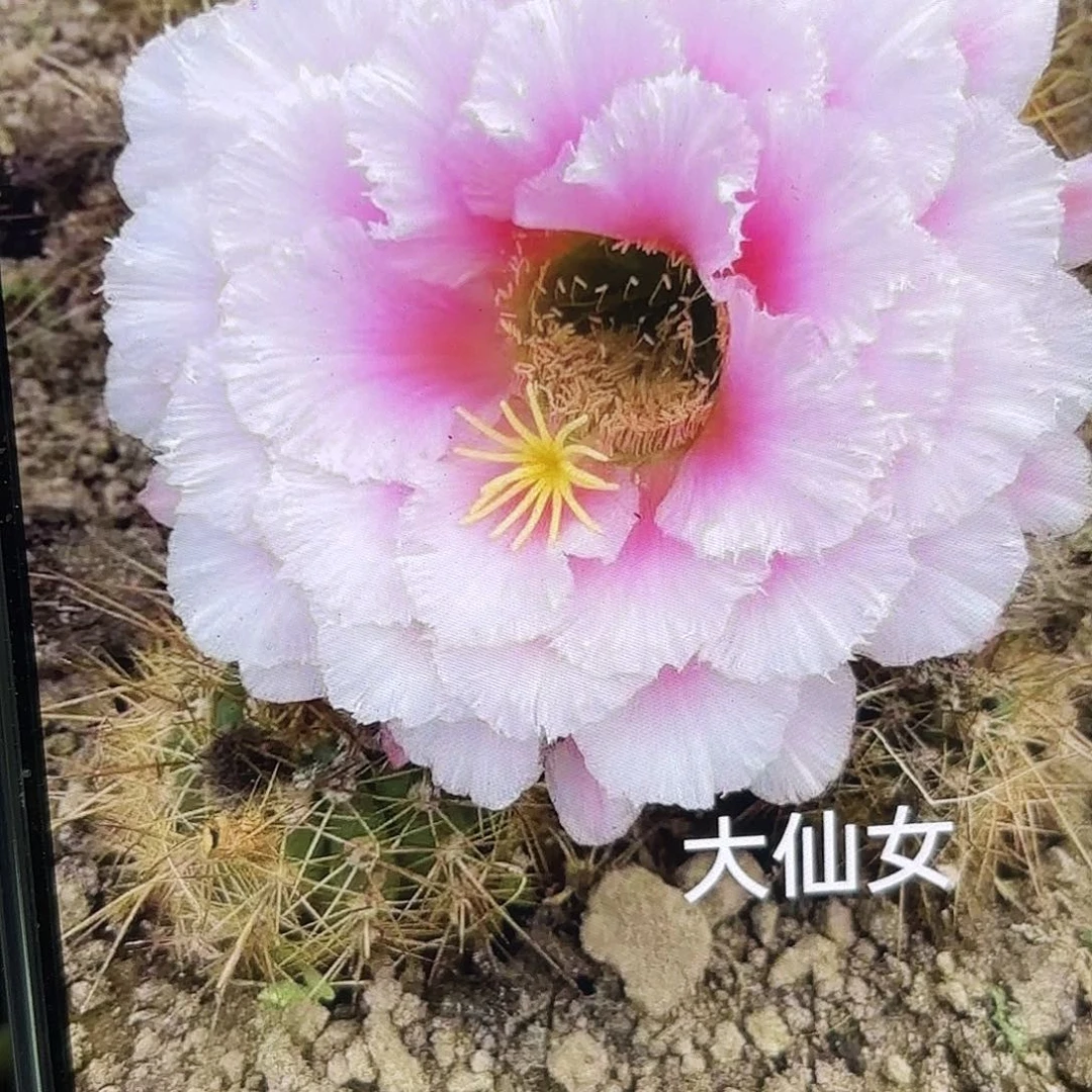 大仙女毛瑕疵瑕疵公分侧牙20包邮28