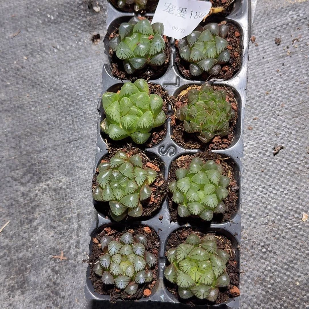 直播福利一物一拍188