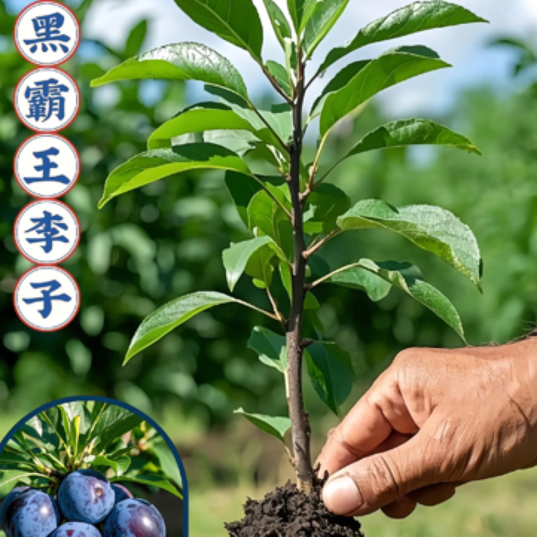 黑霸王李子树苗黑布朗李黑布林树苗嫁接果树苗李子苗（带土带叶子）