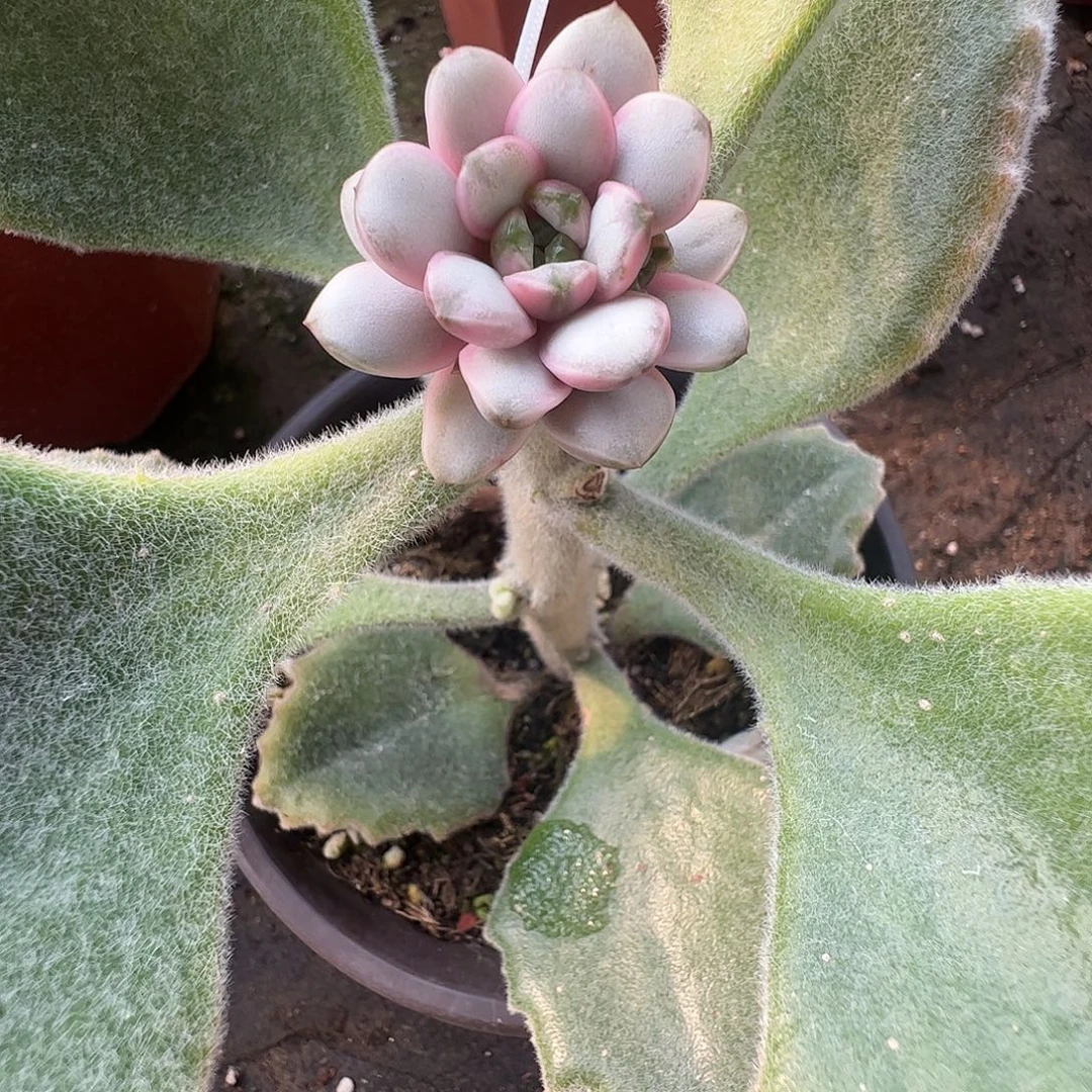 佳***乐多肉植物多肉植物