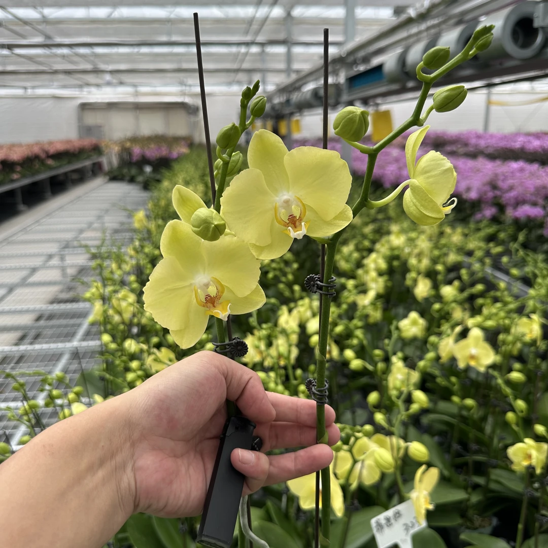 【菲拉拉3.0寸】蝴蝶兰高档鲜花盆栽