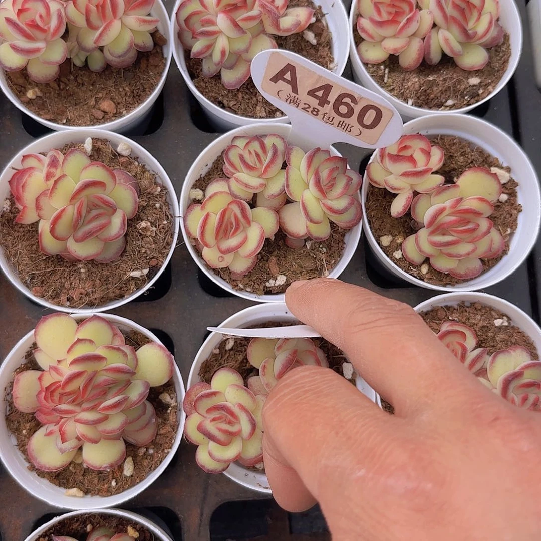 粟***友A460肉酱内鬼一物一拍