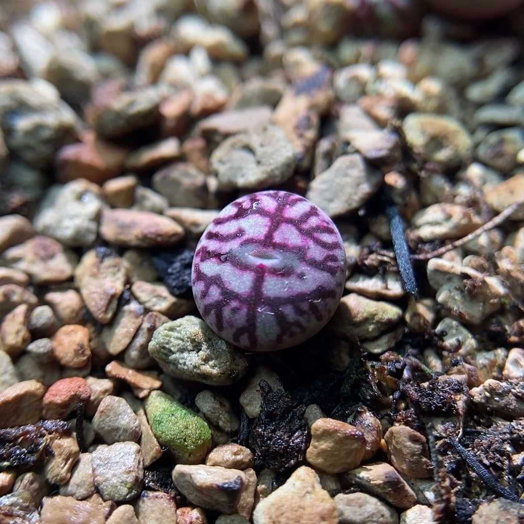 八重墨一颗两年苗子包邮