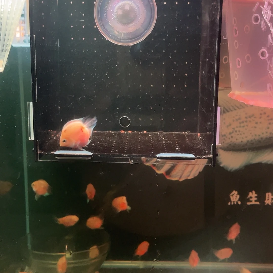 鹦鹉鱼桃心胭脂粉迷你鹦鹉鱼