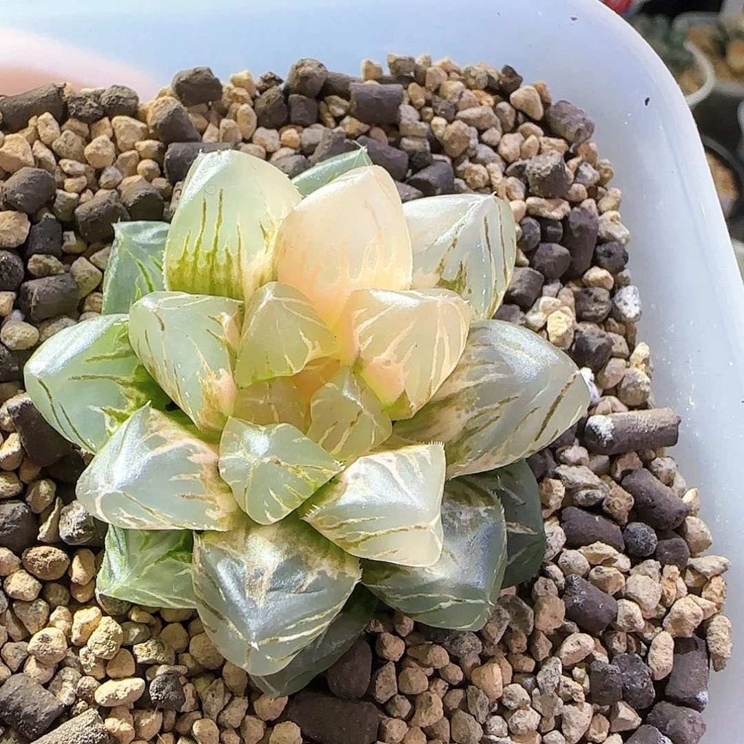 477号OM玉露锦一物一拍带盆土