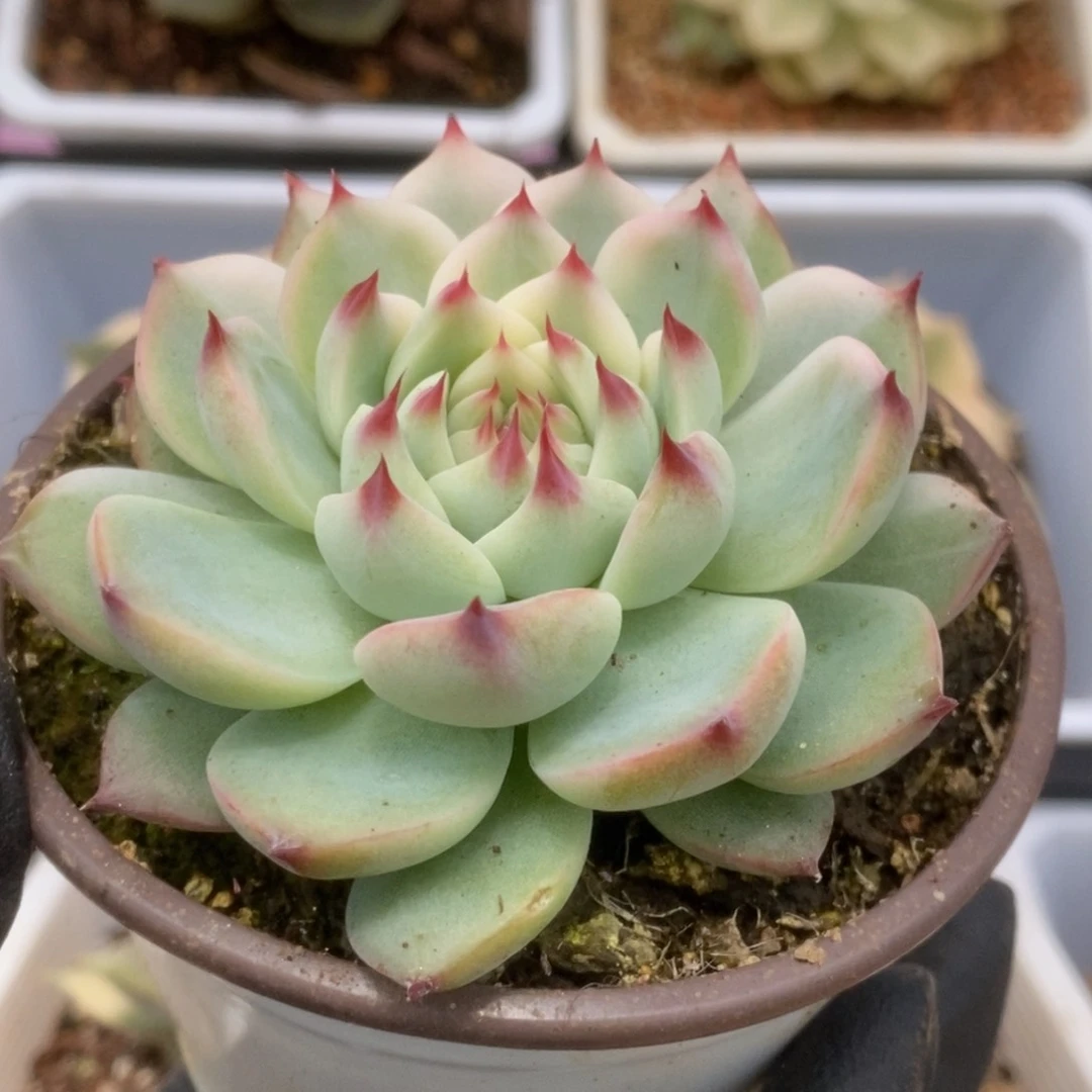 562锦锦锦锦锦锦锦