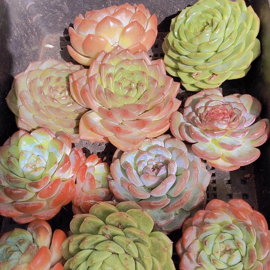 00000003量拍10颗母本