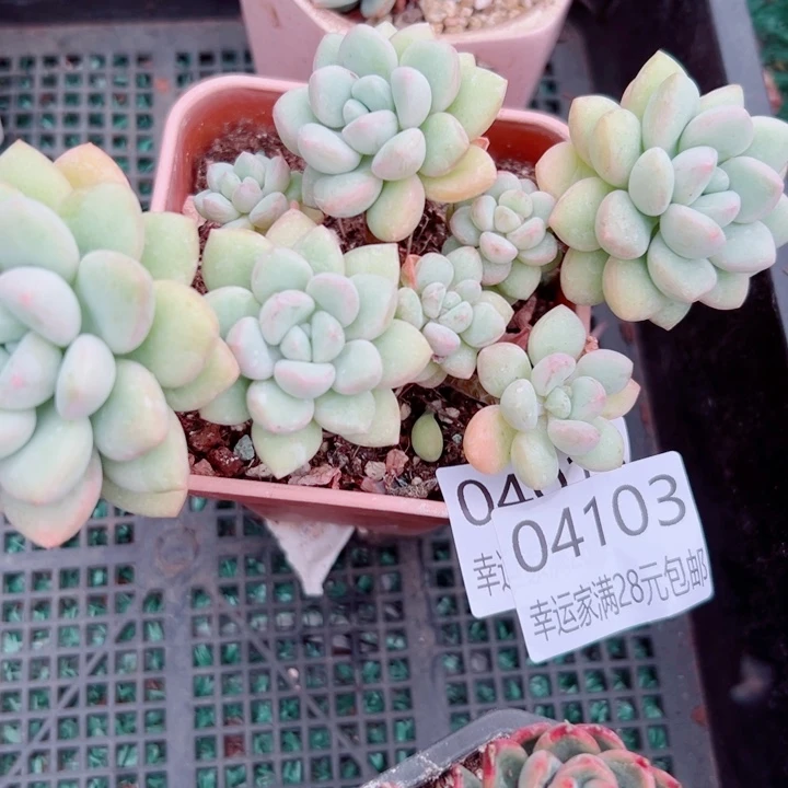 幸运儿是一位非常优秀且