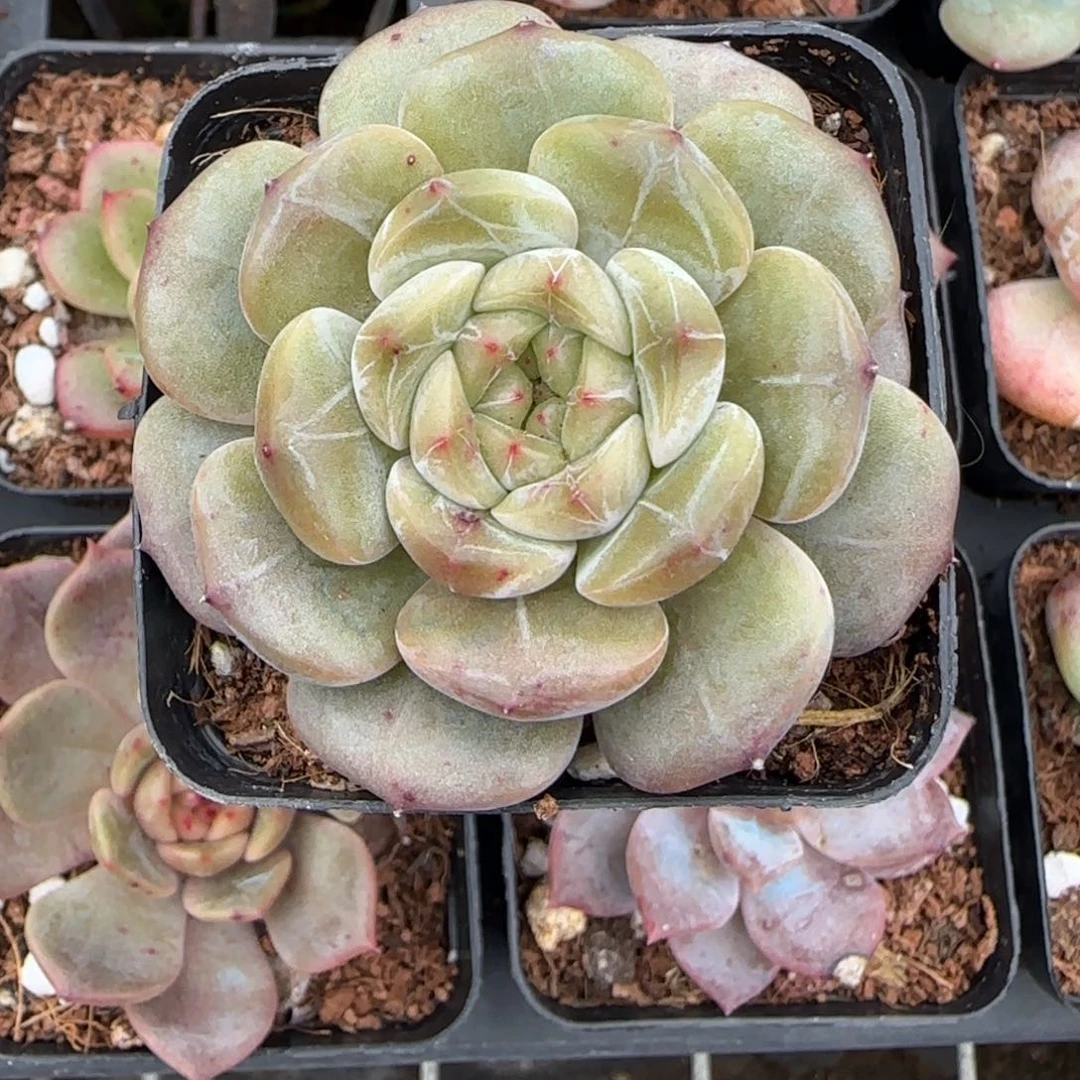 小卡拉米糖心一物一拍