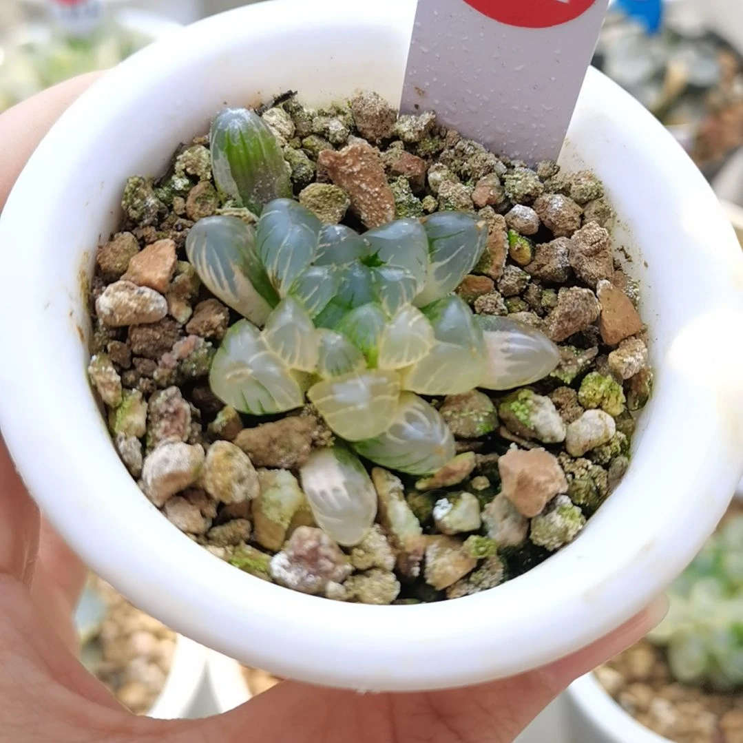 182号冰灯玉露锦一物一拍带盆土发货满38包邮