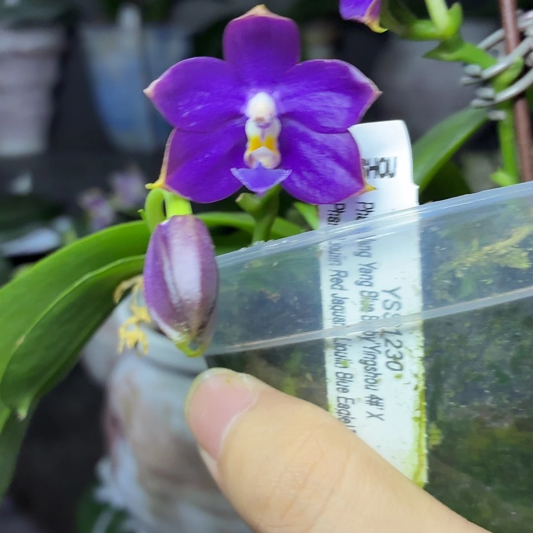 当前无花朵，栽培后可花朵A868yss1230