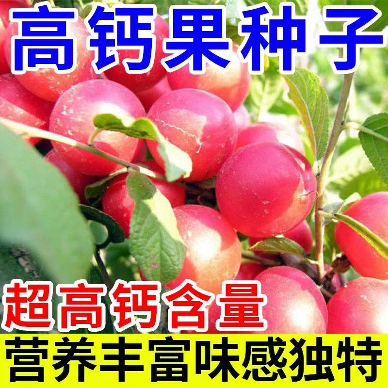 欧李钙果种子营养高钙果家庭阳台小院盆栽四季种植简单高产YL